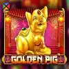 Golden Pig